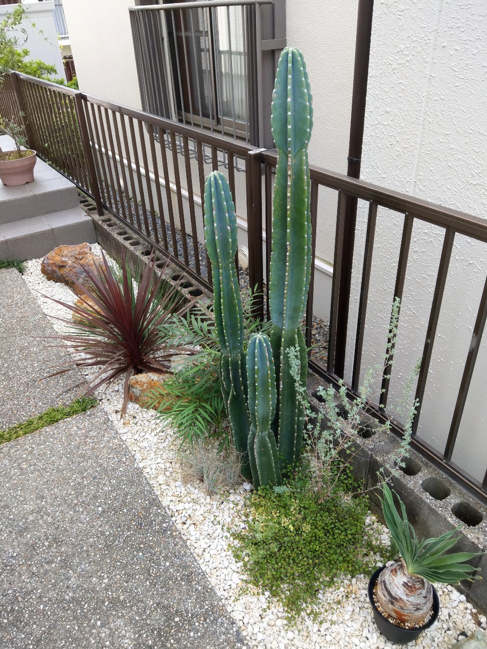 地植え柱サボテンの成長記録 - にわのこと