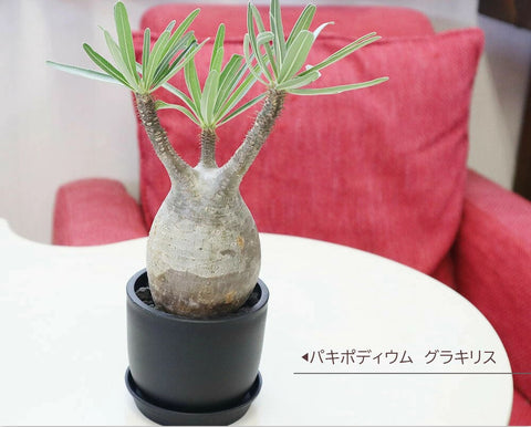 まぁるく ぷっくり コロンとした『パキポディウム グラキリス』が1年中