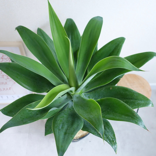 アガベ アテナータ 美株 観葉植物 多肉植物 極太 8号 その他インテリア