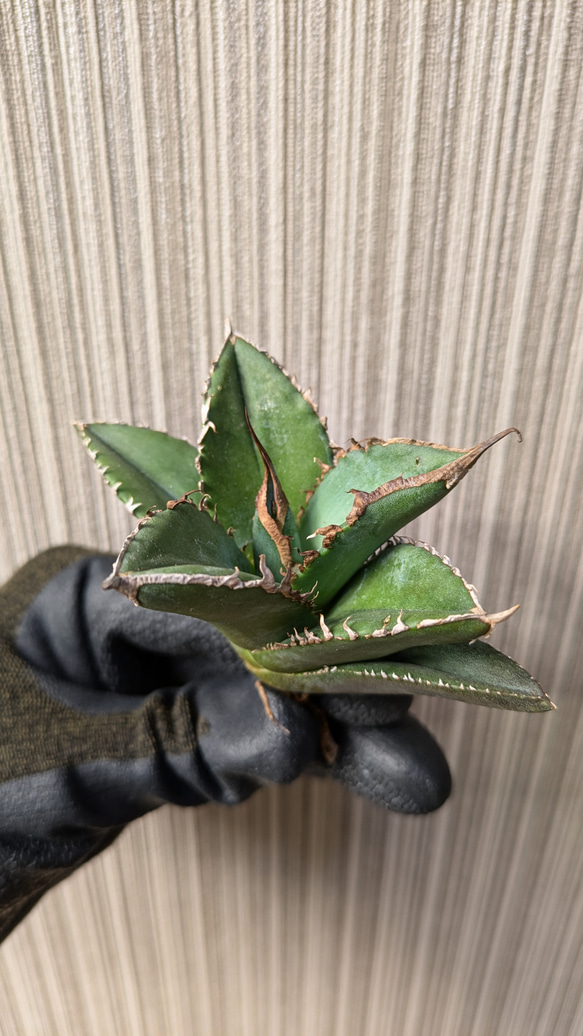 アガベ チタノタ 緑幽霊 TC 【2】 多肉植物 SAWAFARM【サワファーム