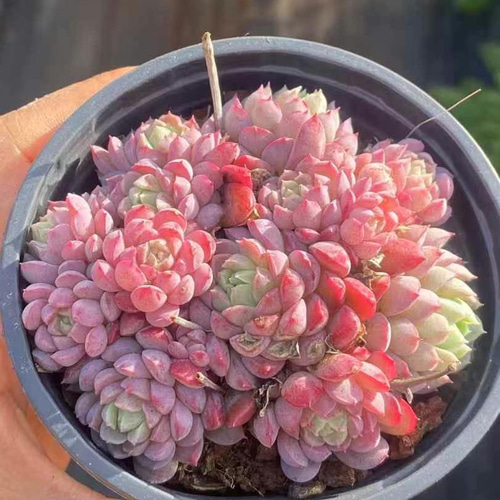 超可愛い 多肉植物 エケベリア 桜ブールドネージュ 群生苗 抜き苗 1株