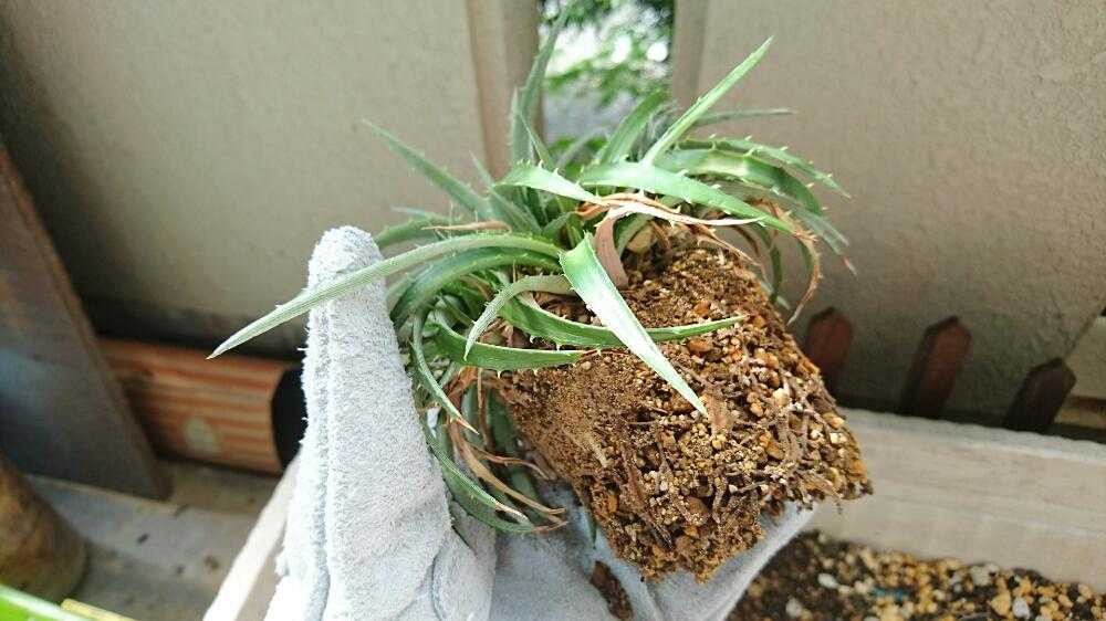 ディッキア分解してみた】｜🍀GreenSnap（グリーンスナップ）