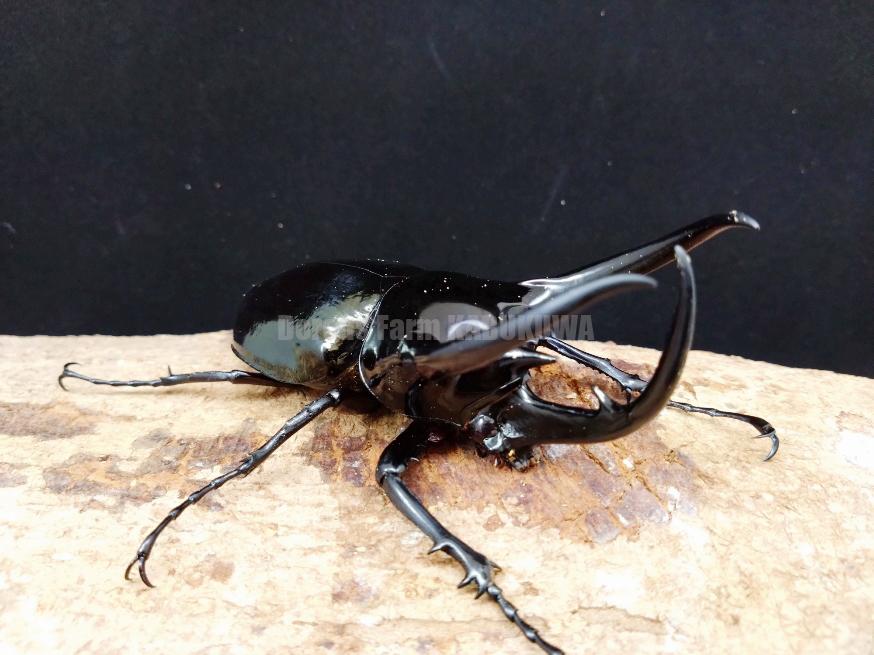 6/15新着☆カンボジア産☆コーカサスオオカブト | Dorcusfarm