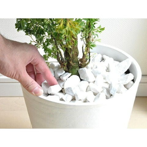 dショッピング |ポリシャス（バタフライ） 上質なプラ鉢に植えた