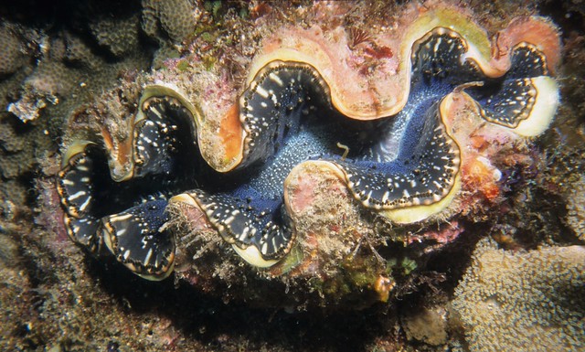 世界最大の二枚貝編】水槽レンタルで変わった生態の魚が見たい