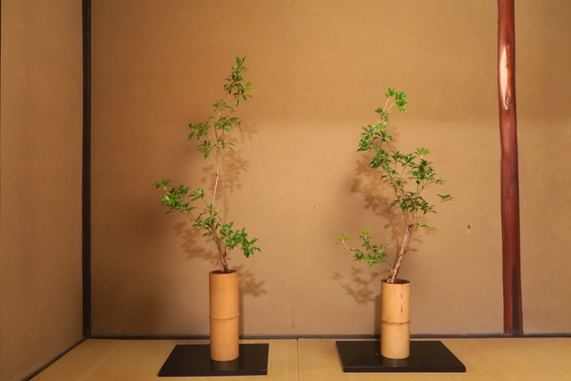 生花 SEIKA | いけ花 | 西村花店 Flowers ＆ Words