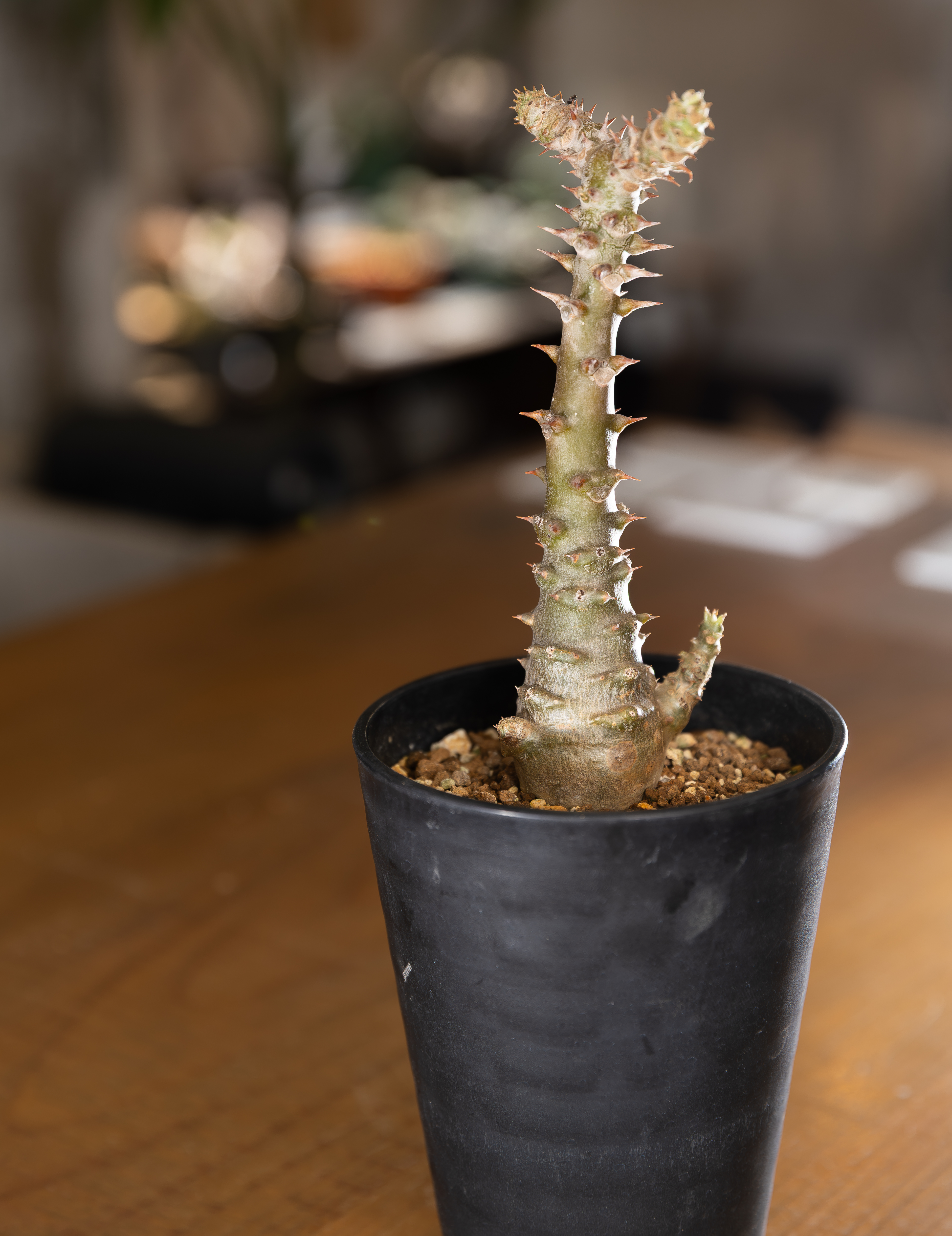 パキポディウム・ウィンゾリーは赤花が咲く塊根！ 注目の園芸家が育て