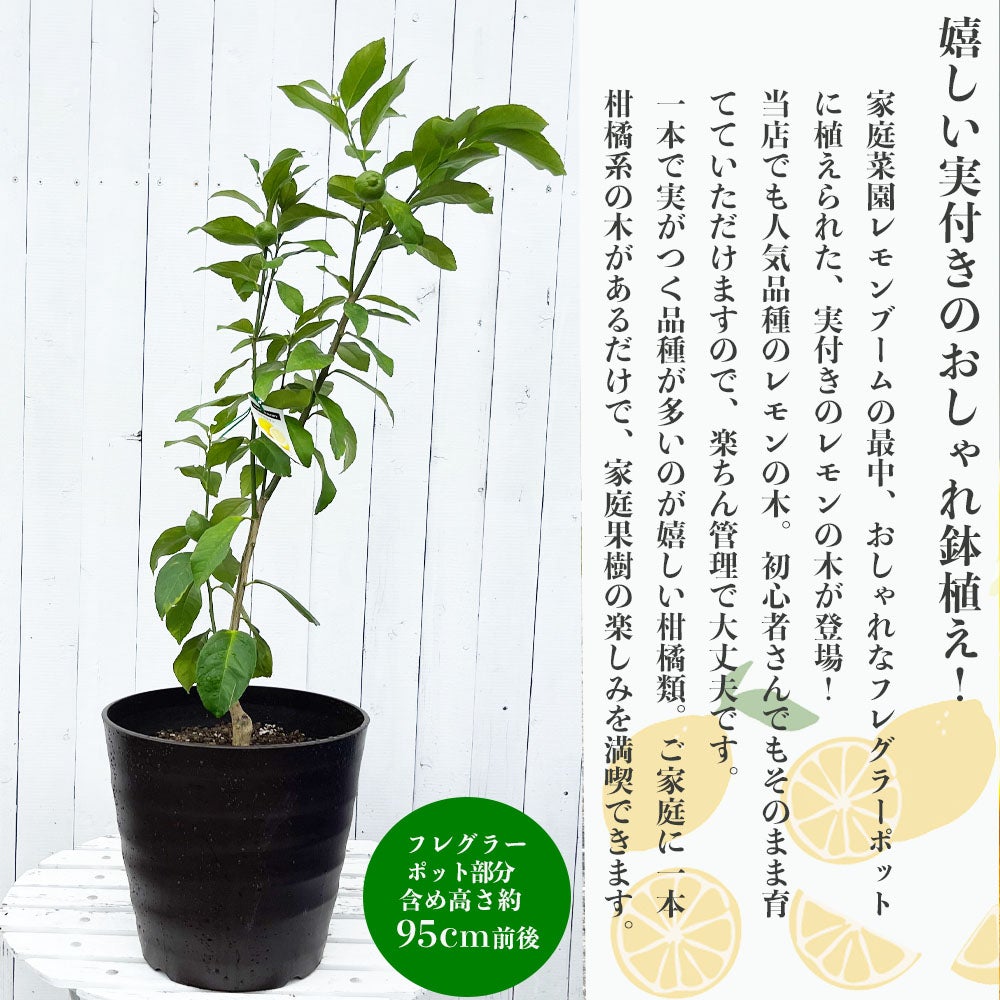 柑橘 レモン アレンユーレカ 苗 植え時期 苗木部 By 花ひろばオンライン