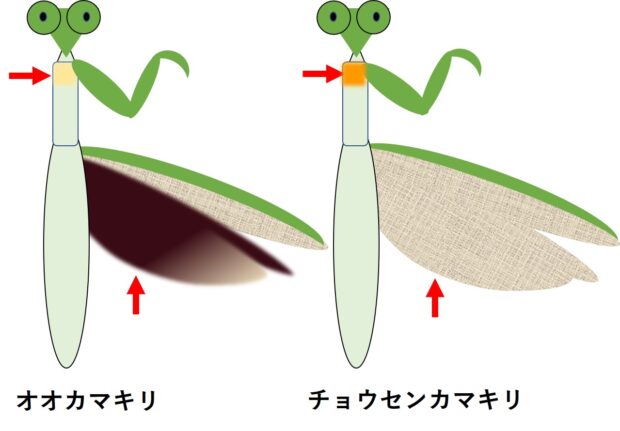 オオカマキリ – はなもく散歩