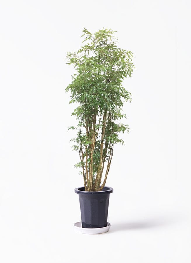 ポリシャス 8号 | 観葉植物の通販ならひとはな