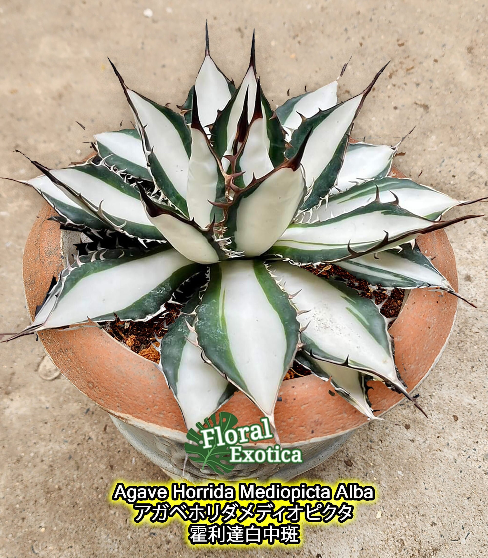 Agave Horrida Mediopicta Alba - アガベホリダメディオピクタ - 霍
