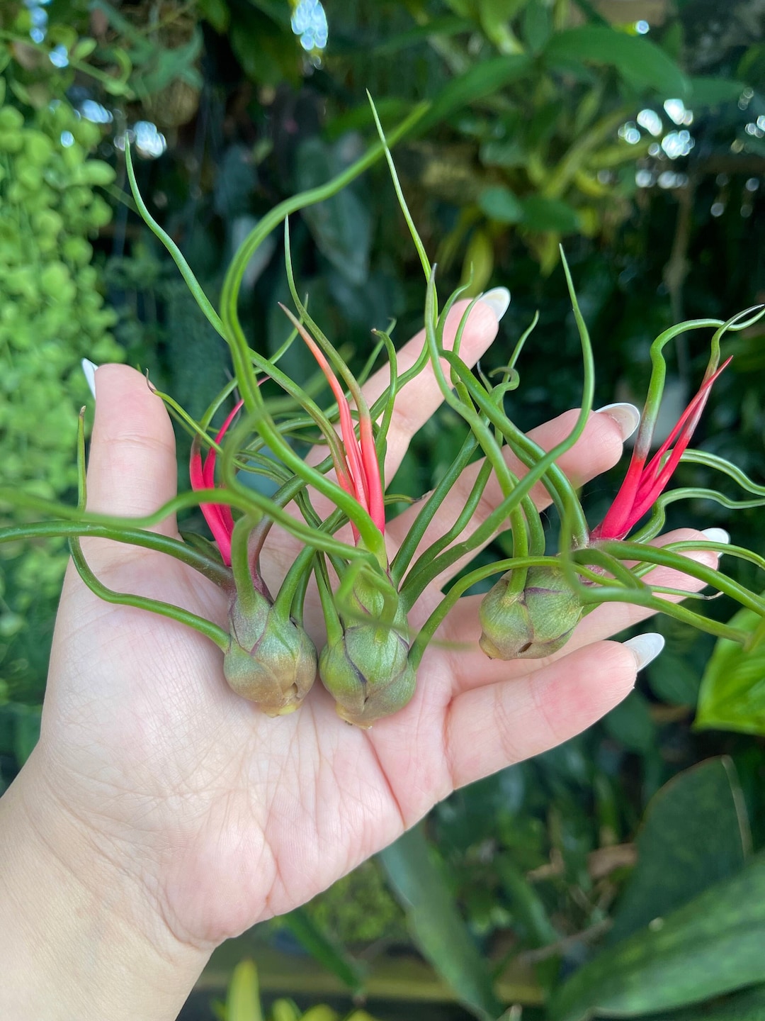 Tillandsia Bulbosa ' Alíen Air Plant ' - Etsy