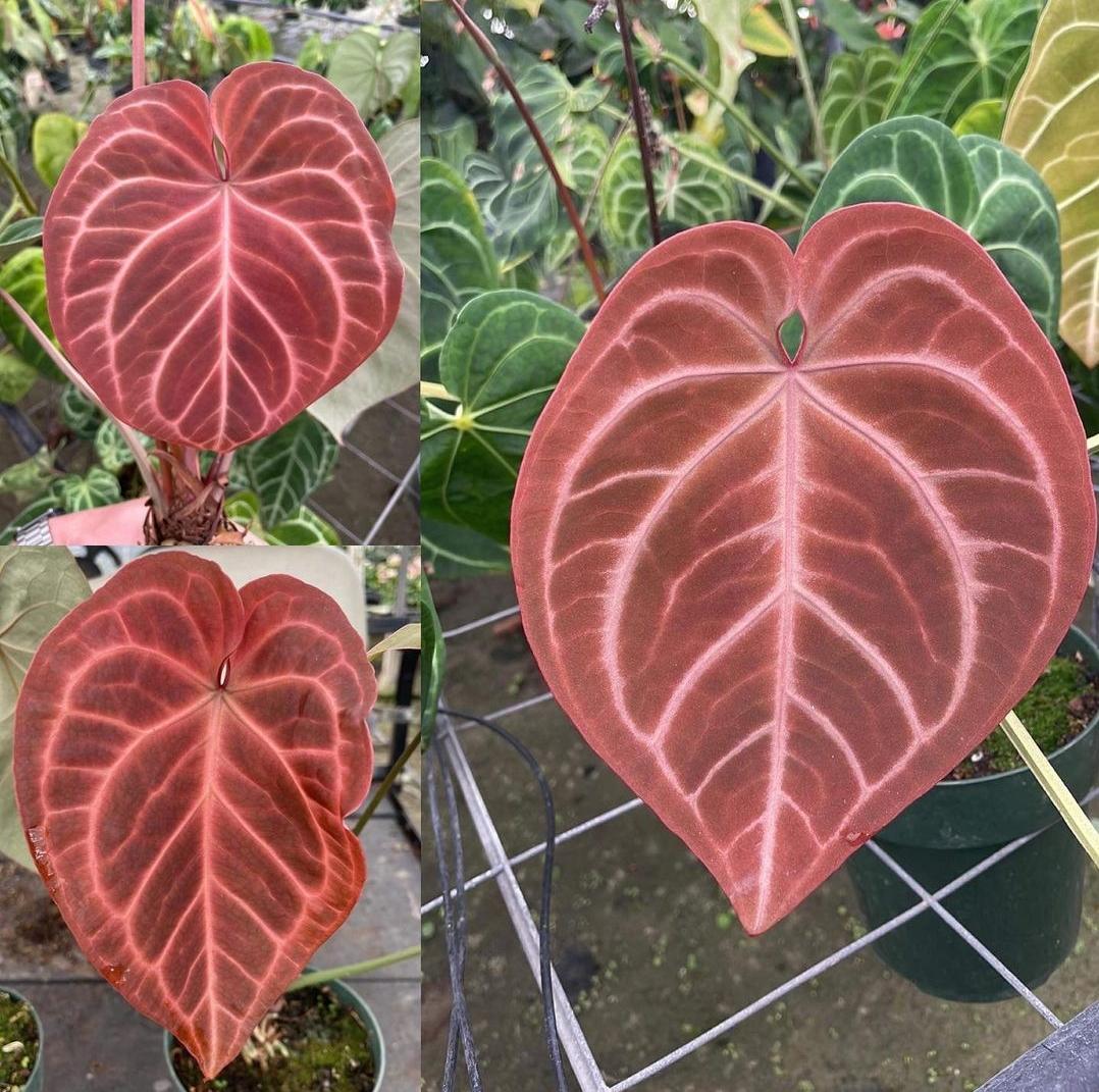 アンスリウム・ピンクレモネードの起源とか血統について何か知ってる人