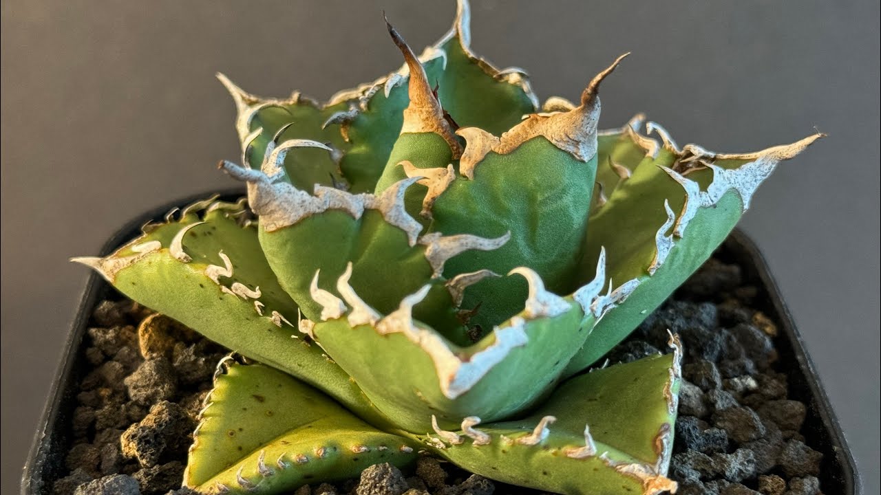 アガベ・チタノタ 狂雨/狂刺小雨新白鯨（小株）- 005｜agave titanota
