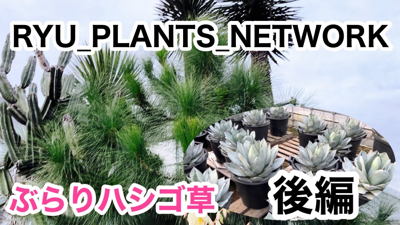 To [RYU_PLANTS_NETWORK]: A journey of 3,000 ri in search of