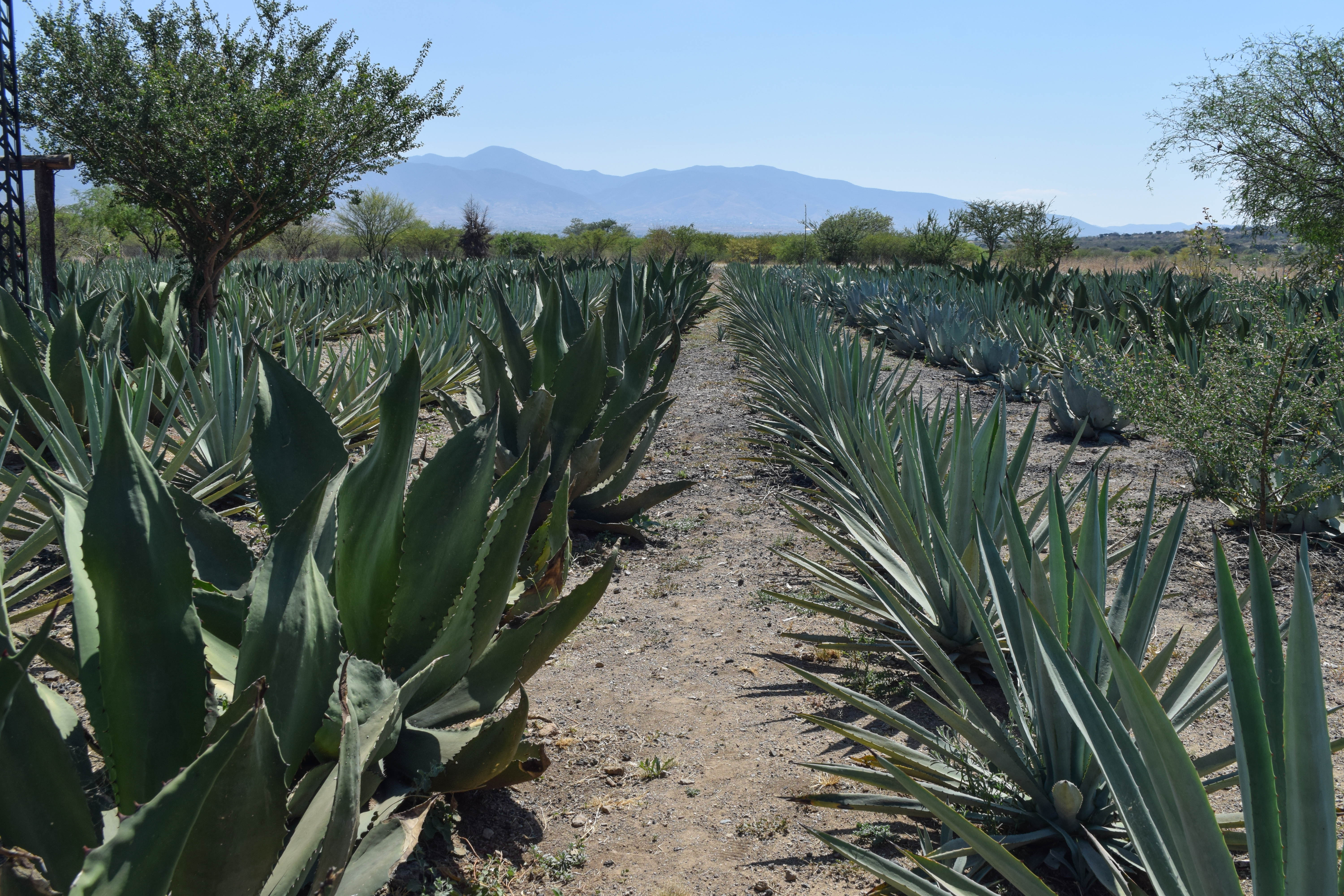 From Plant To Bottle - A Mezcal Tour in Oaxaca - Cultural Foodies
