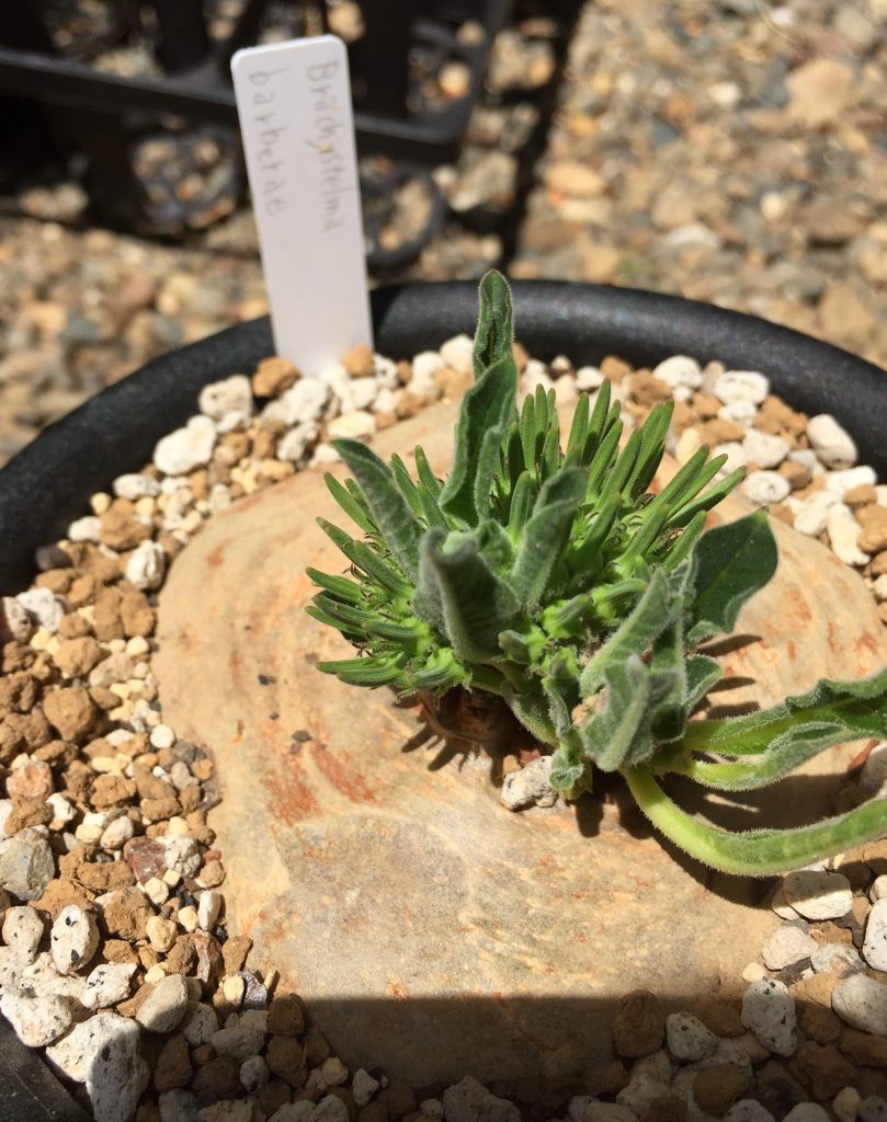 竜卵窟” ブラキステルマ バーベラエ (Brachystelma barberae) – twelve