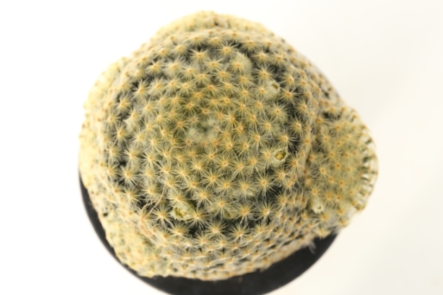 明星 群生type 実生 A2636☆マミラリア サボテン☆浦部陽向園