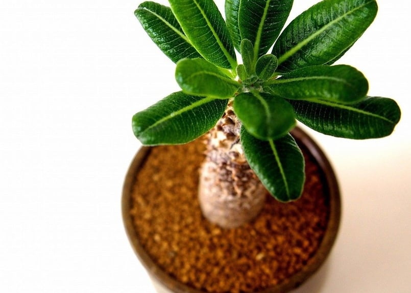 Pachypodium Tackyi パキポディウム タッキー | mana's farm:塊