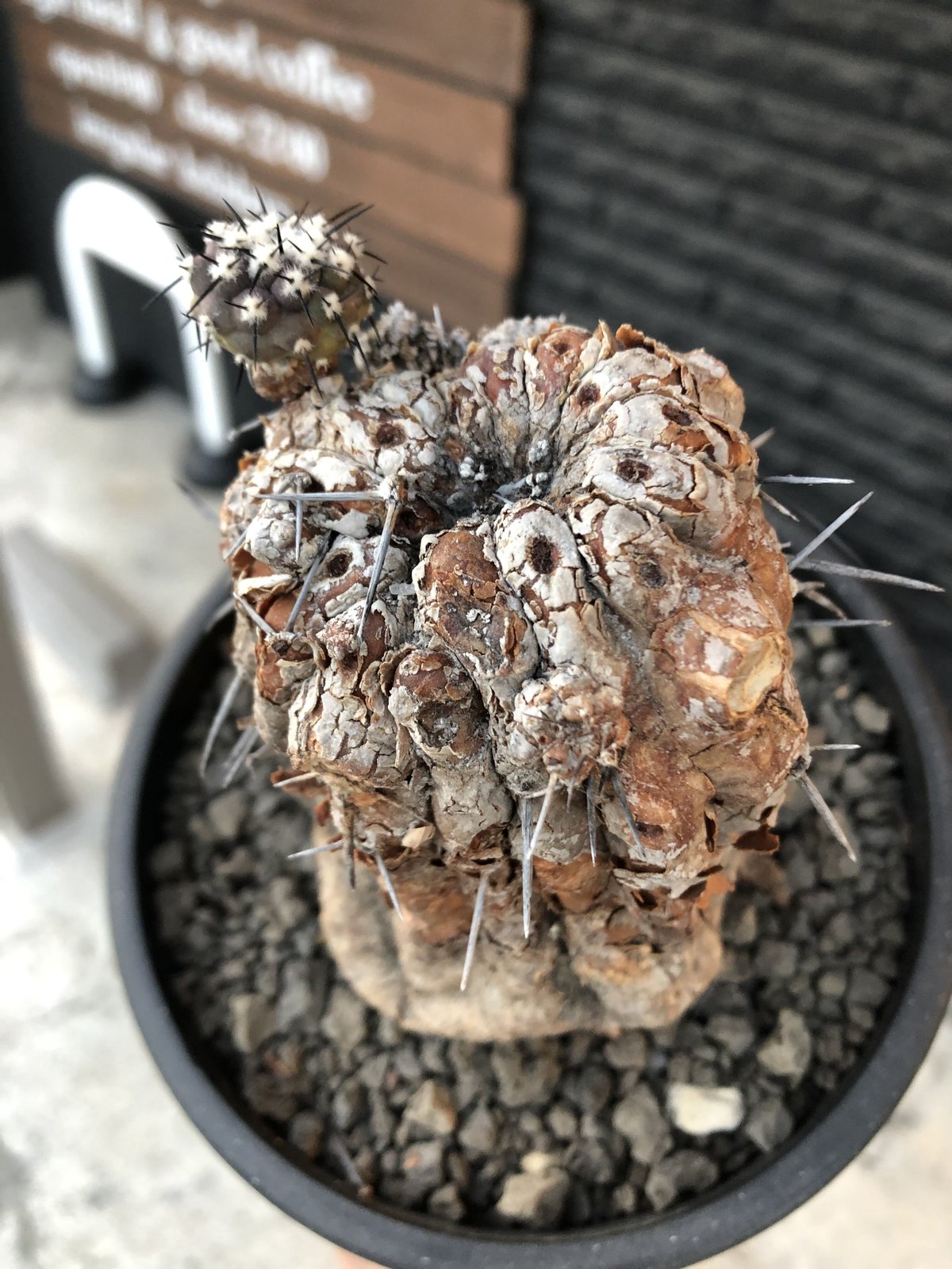 copiapoa cinerea 黒王丸《M size》※現地球発根後店主国内管理21年株※極