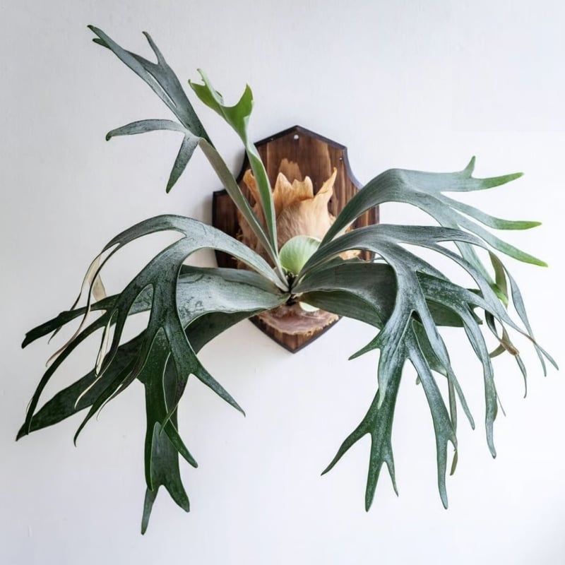 2025.11/12〜】板付ビカクシダ P. White Hawk（pup） | IMAMA