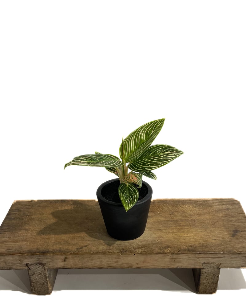 アグラオネマ ゴールデンホープ「Aglaonema Golden Hope」9/7-89C-1