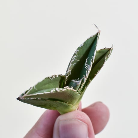 アガベ流星 | STORES