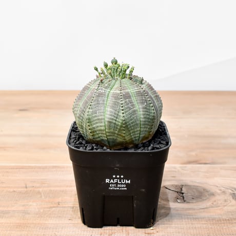 木質化オベサ | STORES