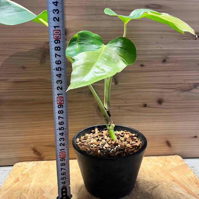 モンステラ デリシオーサ 'ホワイトラヴァ' | GREEN LUCK