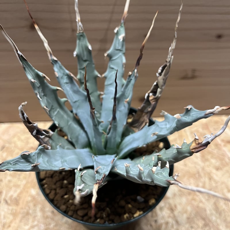 アガベ ユタエンシス エボリスピナ 陽炎 | GREEN LUCK