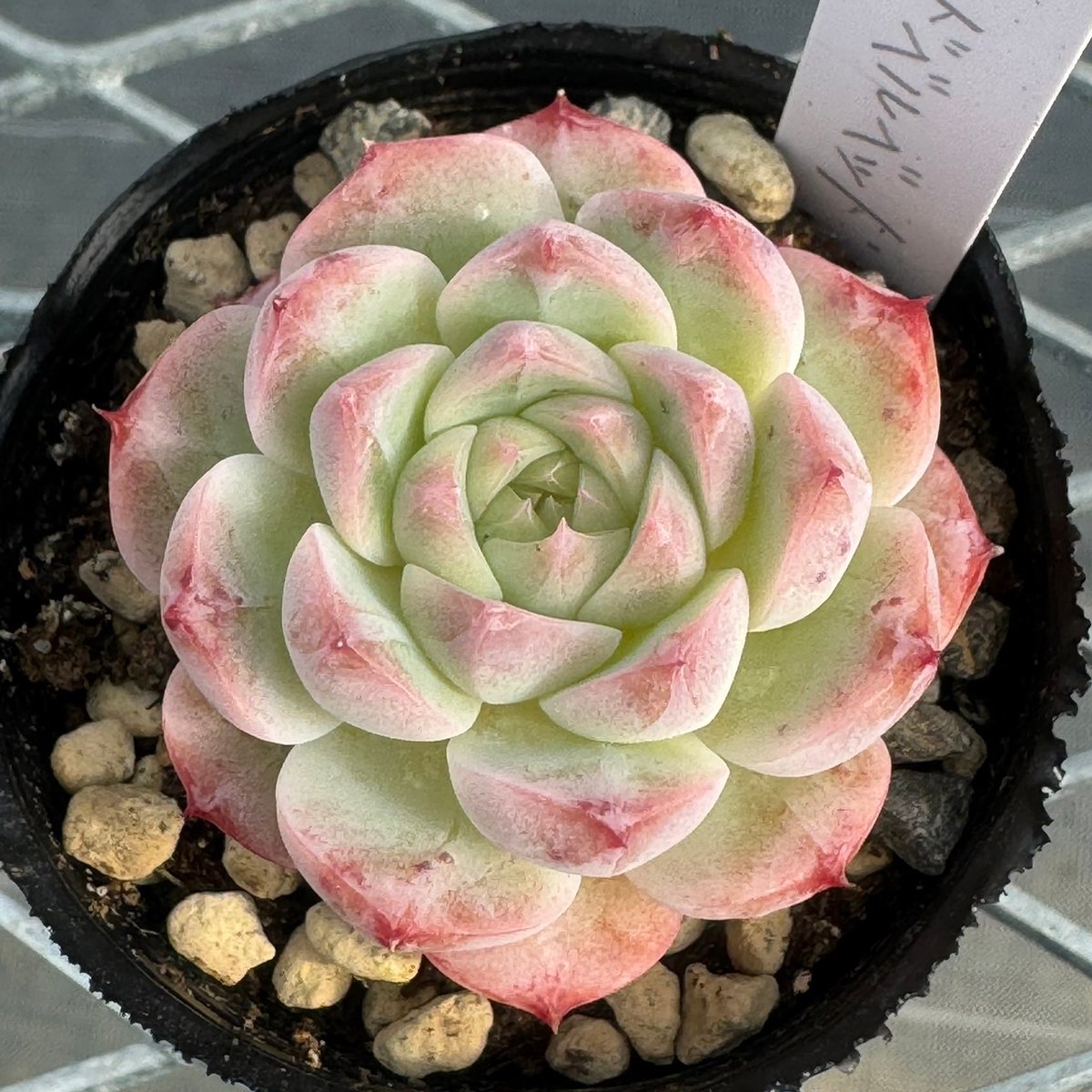 多肉植物 韓国苗 抜き苗 レッドベルベット | BooTA29♡Succulent