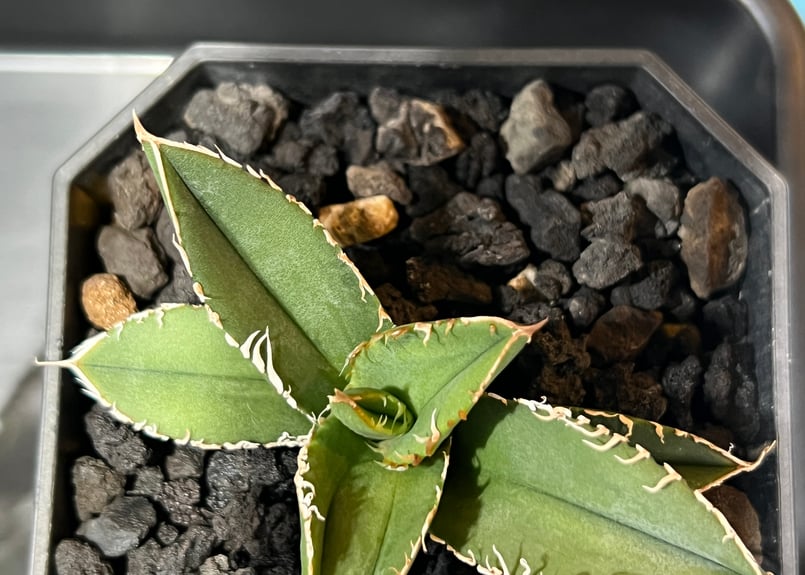 小株】 アガベ チタノタ 流星 lize血統 | RAINBOW PLANTS