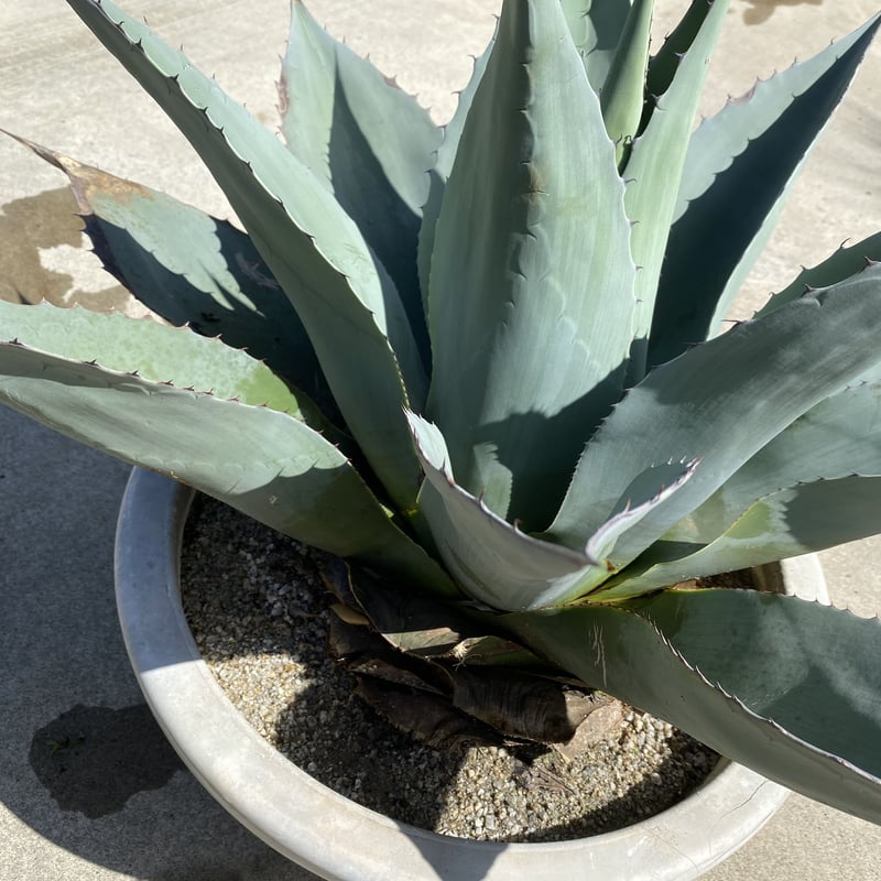 Agave ovatifolia】アガベ・オバティフォリア | ACE GARAGE 8 -