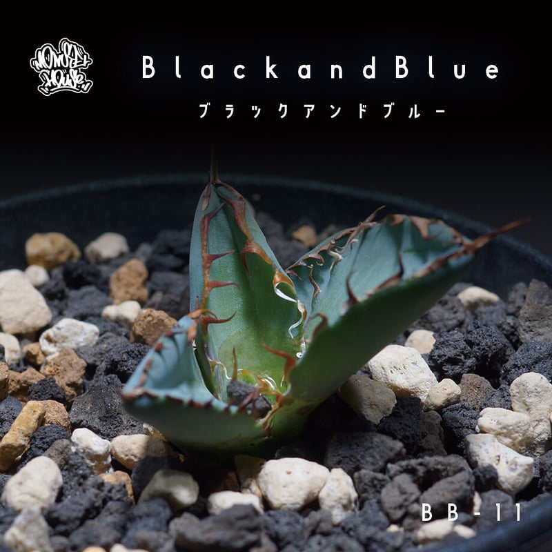 アガベ チタノタ ブラックアンドブルー（bb-11）BB子株 | アガベ専門店