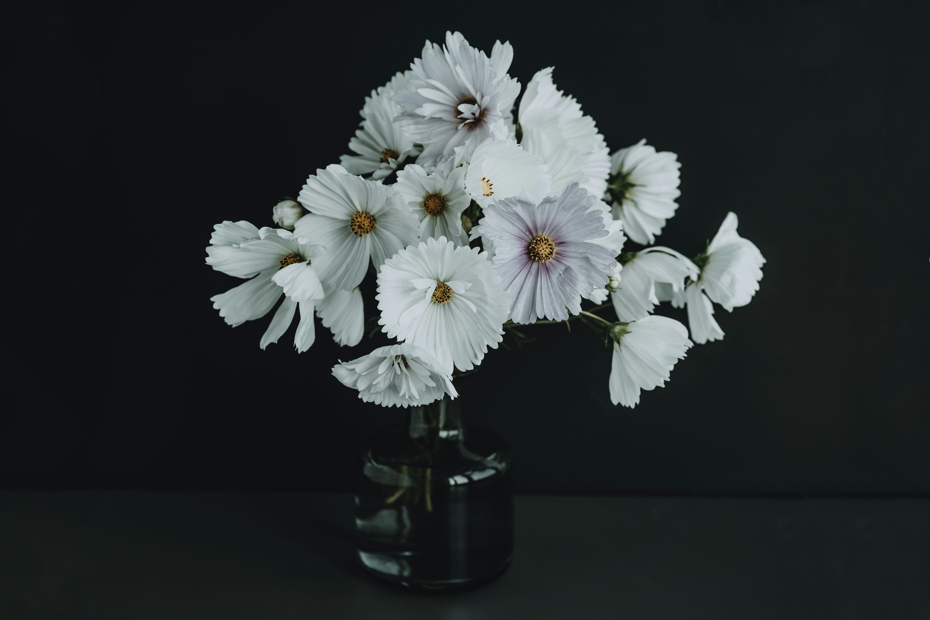 透明なガラスの花瓶に一輪の白い花の写真 – Unsplashの花の無料画像