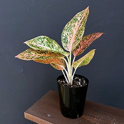 園芸ネット本店｜アグラオネマ：ピンクエメラルド 4号鉢入り の通販