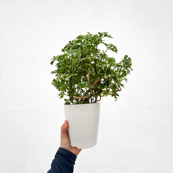 園芸ネット本店｜ポリシャス ：斑入り 4号鉢植え の通販【公式】