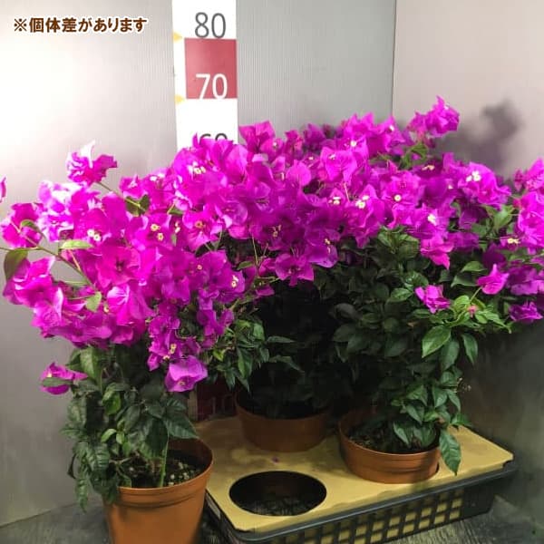 園芸ネット本店｜ブーゲンビレア：濃桃大輪花6号鉢入り の通販【公式】