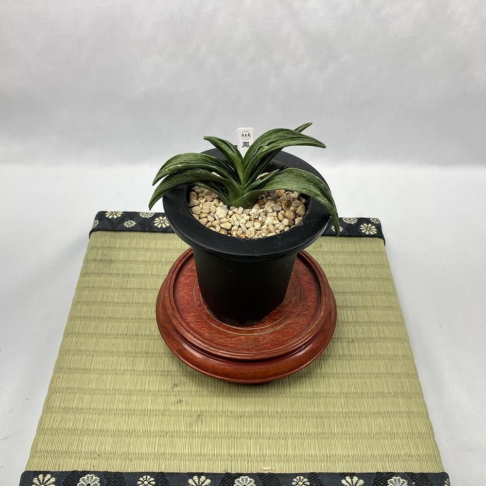 r24 鳳山(ほうさん)【胡麻斑羅紗🌱】【4才】 - 田哲園・万年青おもとのお店