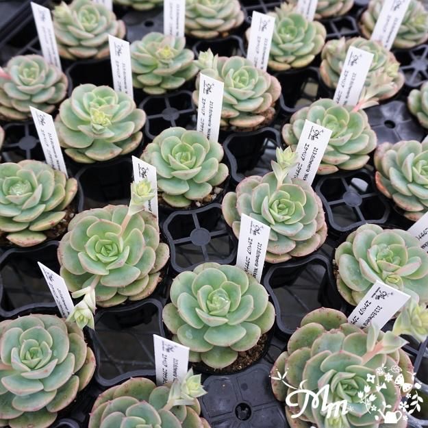 213:Echeveria 'Nicksana'(エケベリア ニクサナ、別名：みどり牡丹)6