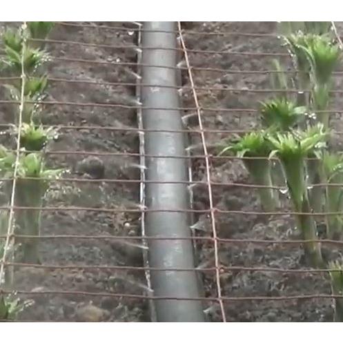 潅水チューブ ミストエース 住化農業資材 ダブルウィング 100m巻 両側