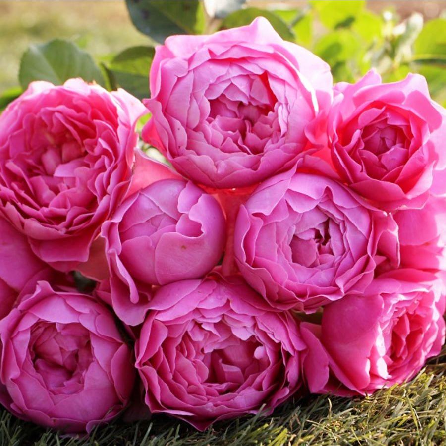 バラ苗 即納 大苗 18cmポット ラブ・シック : Apple Roses - 通販