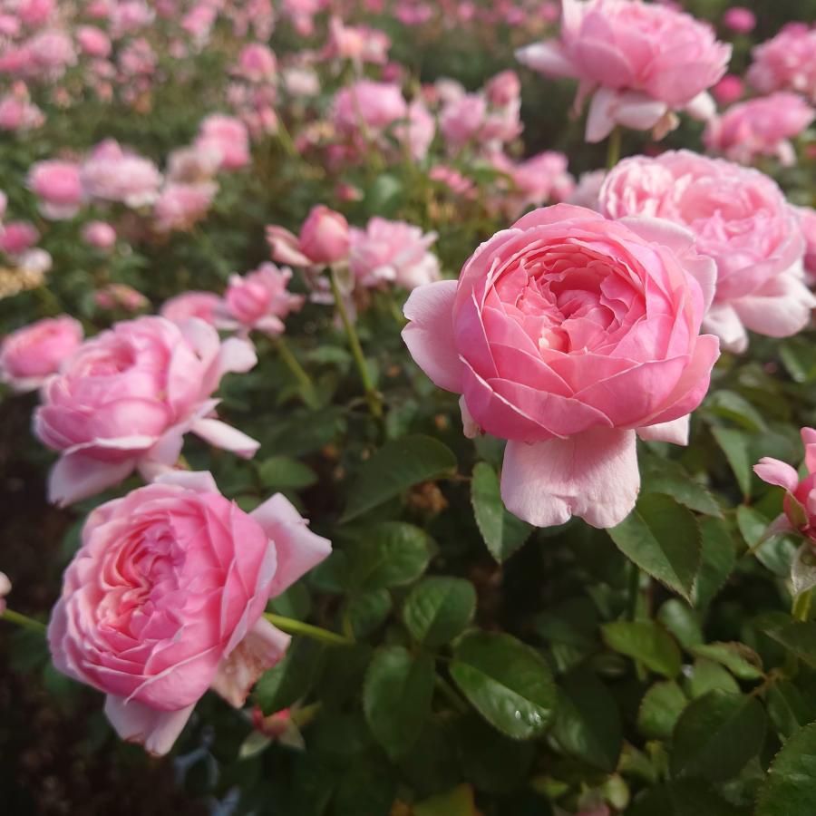 バラ苗 即納 大苗 18cmポット ピクニック マーチ : Apple Roses - 通販