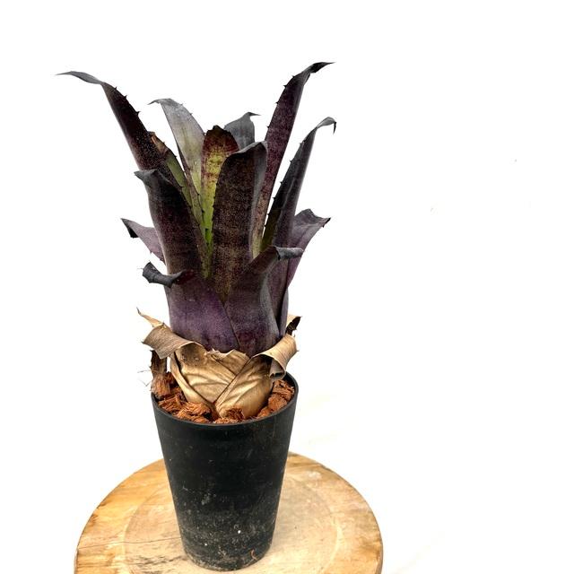 現品) ホヘンベルギア レオポルドホルスティ (No.62103) (観葉植物