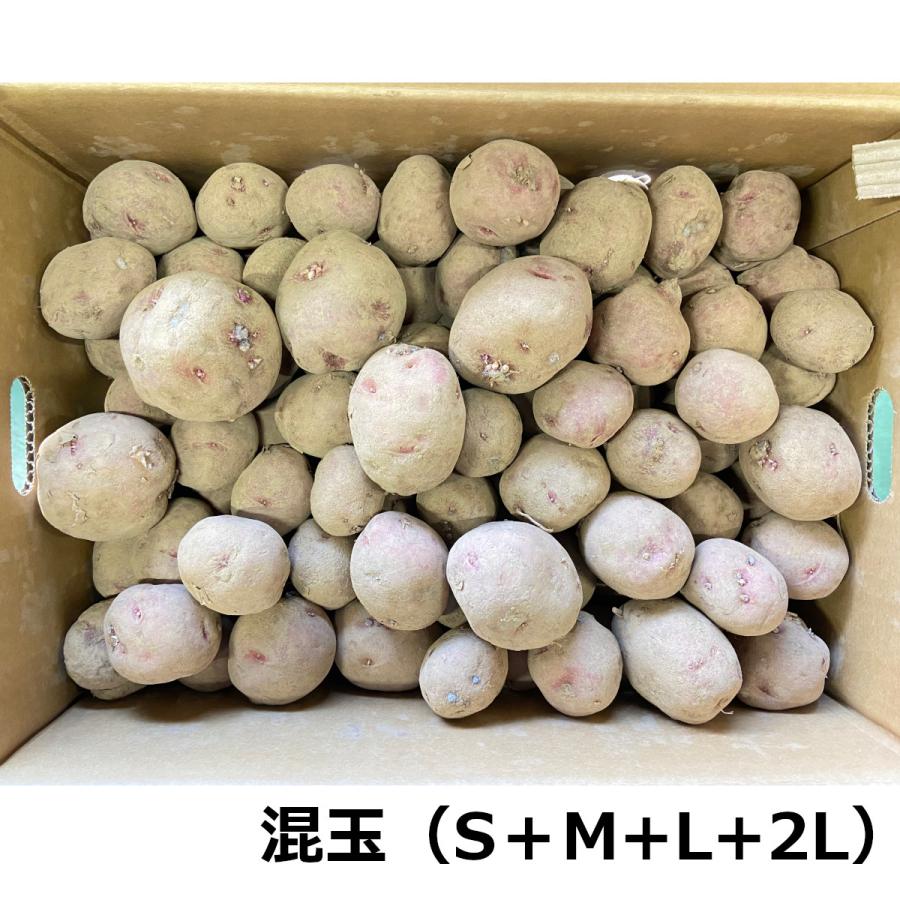 青森県産 種じゃがいも アンデスレッド 充填時 10kg 種芋 種馬鈴薯検査
