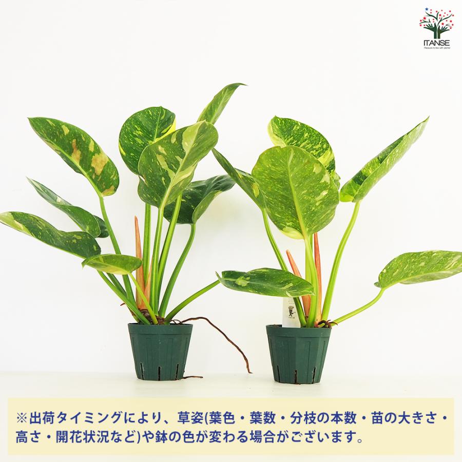 フィロデンドロン グリーンコンゴ 観葉植物 4号/1個売り フィロデン