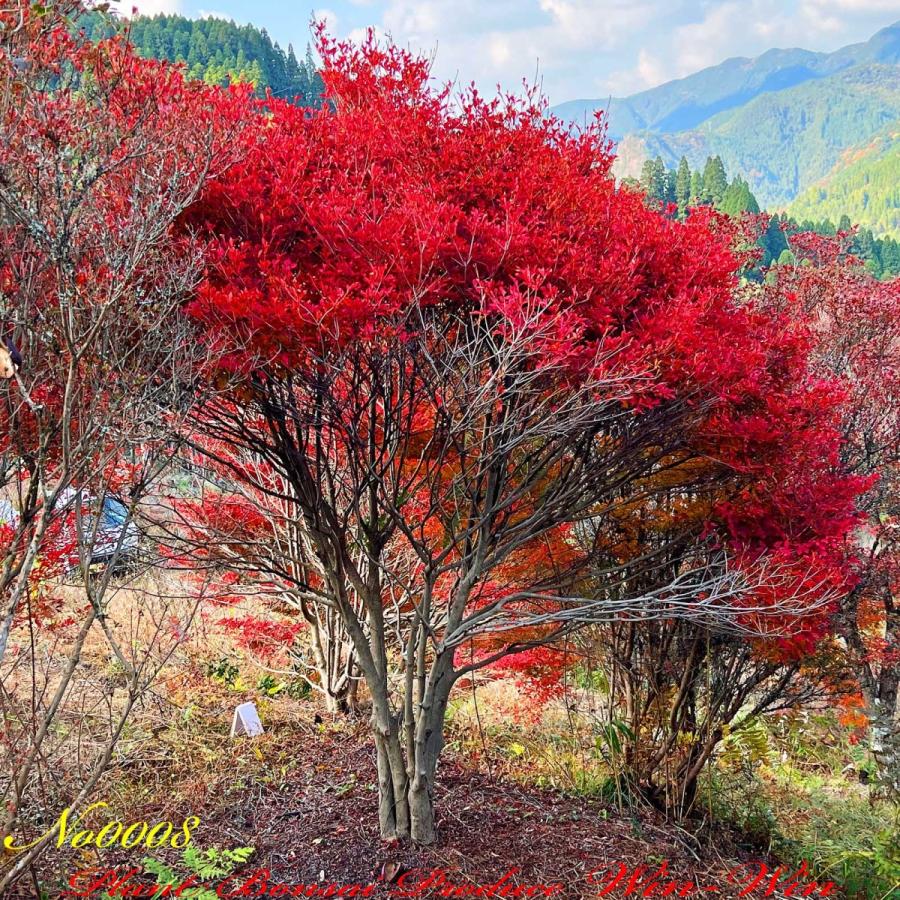 2021年 美景美観 灯台躑躅(ドウダンツツジ)の大株 No8 (Crimson