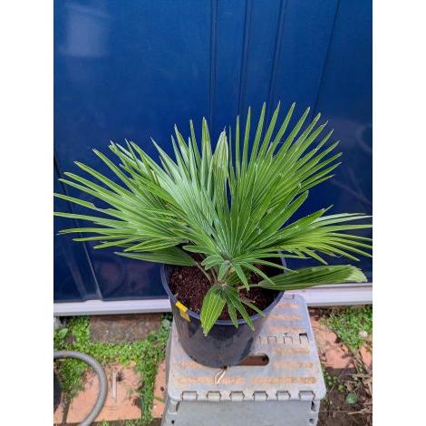 ◇チャメロプス フミリス ボルケーノ 7号◇チャメロップス◇chamaerops