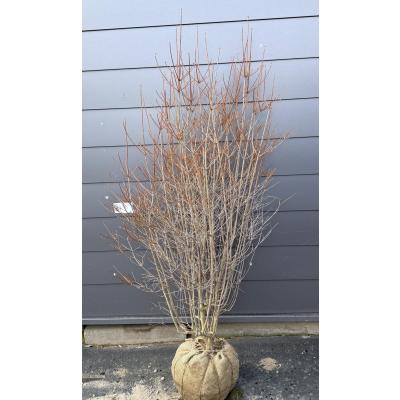 ツツジ 希少（苗木、植木） | 花、ガーデニング のおすすめ人気商品
