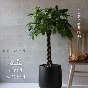 フィカス ベンガレンシス 曲がり S字 仕立て ゴムの木 お祝い ギフト